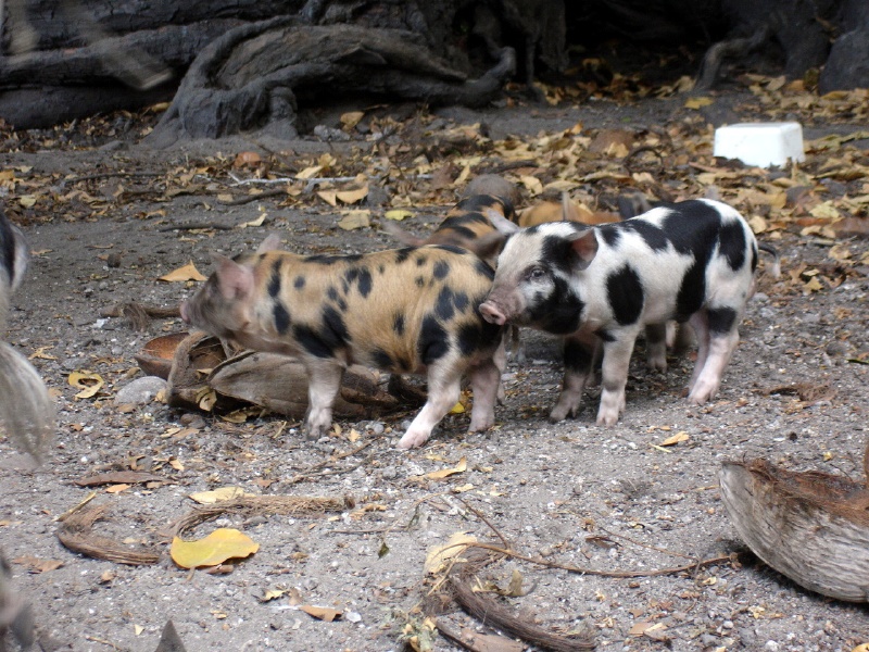 This little piggy went to market...